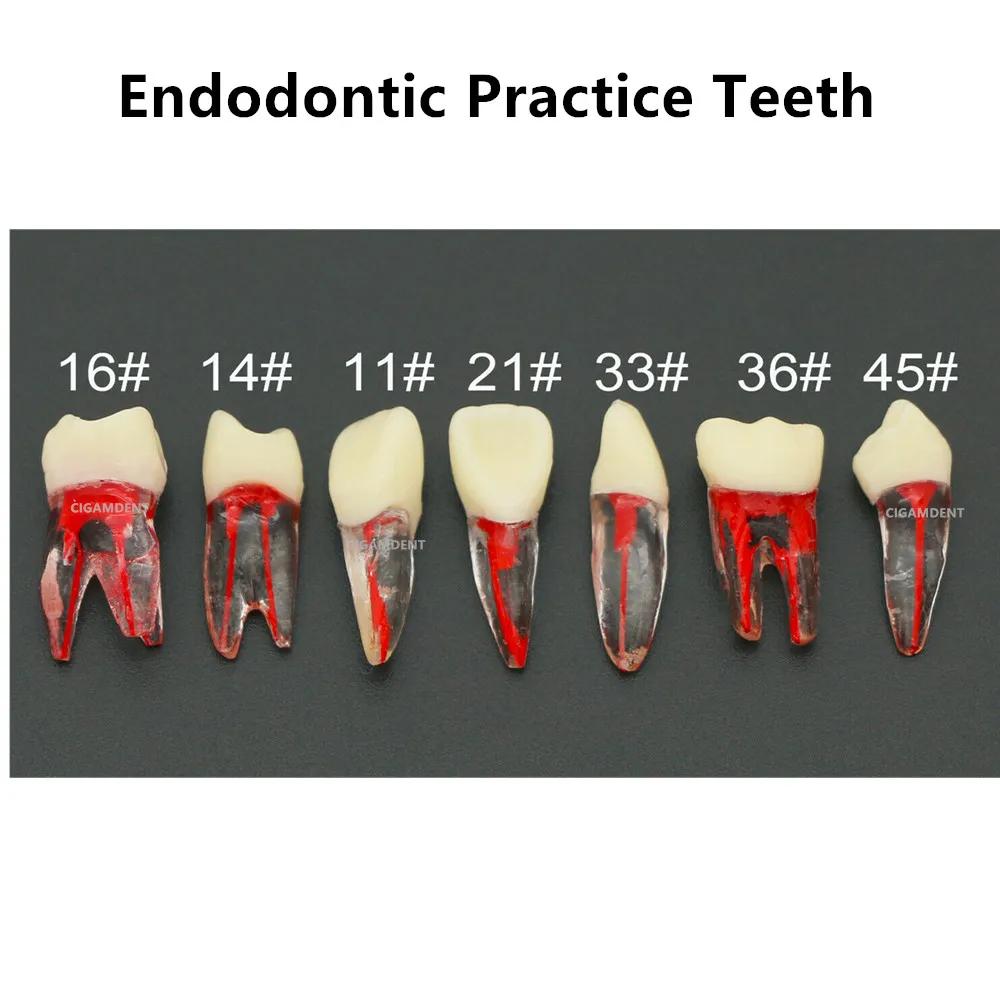 ġ Endodontic ͸ , Typodont ġ   , Ʈ   ĳƼ,  RCT Ʒ , 20 